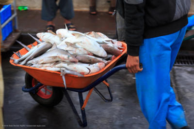 Millions of shark fins are exported to Southeast Asia from the region